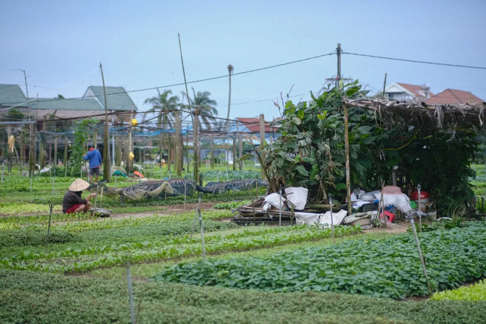 Máy cày đang làm đất