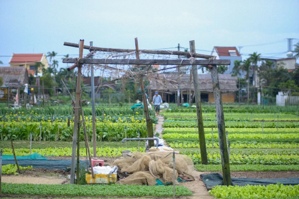 Vườn cây ăn trái